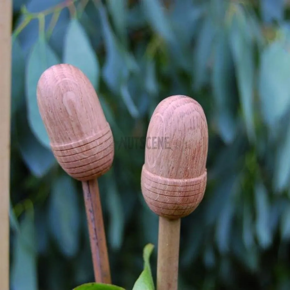 Garden Cane Caps - Pack of 5